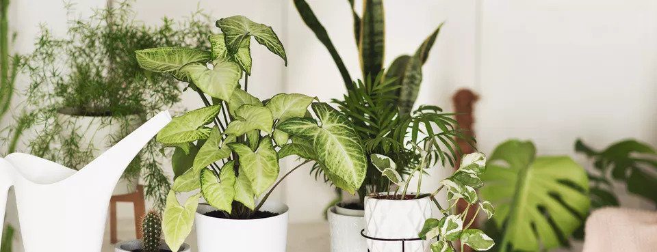 5 Rare Plants That Houseplants Collectors Will Drop Serious Cash For Plantx Investor